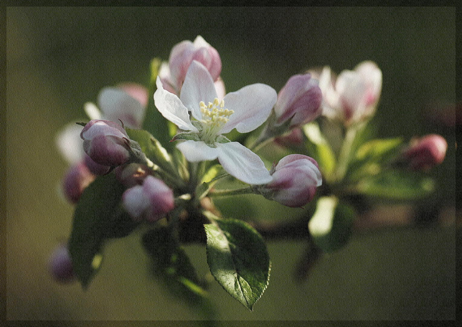 ***Apfelblüte***