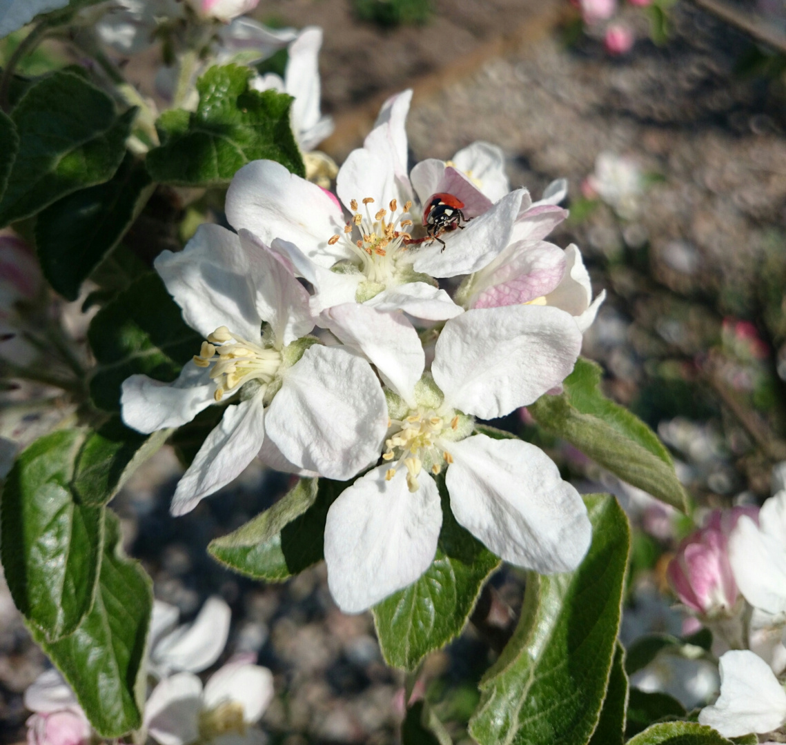 Apfelblüte