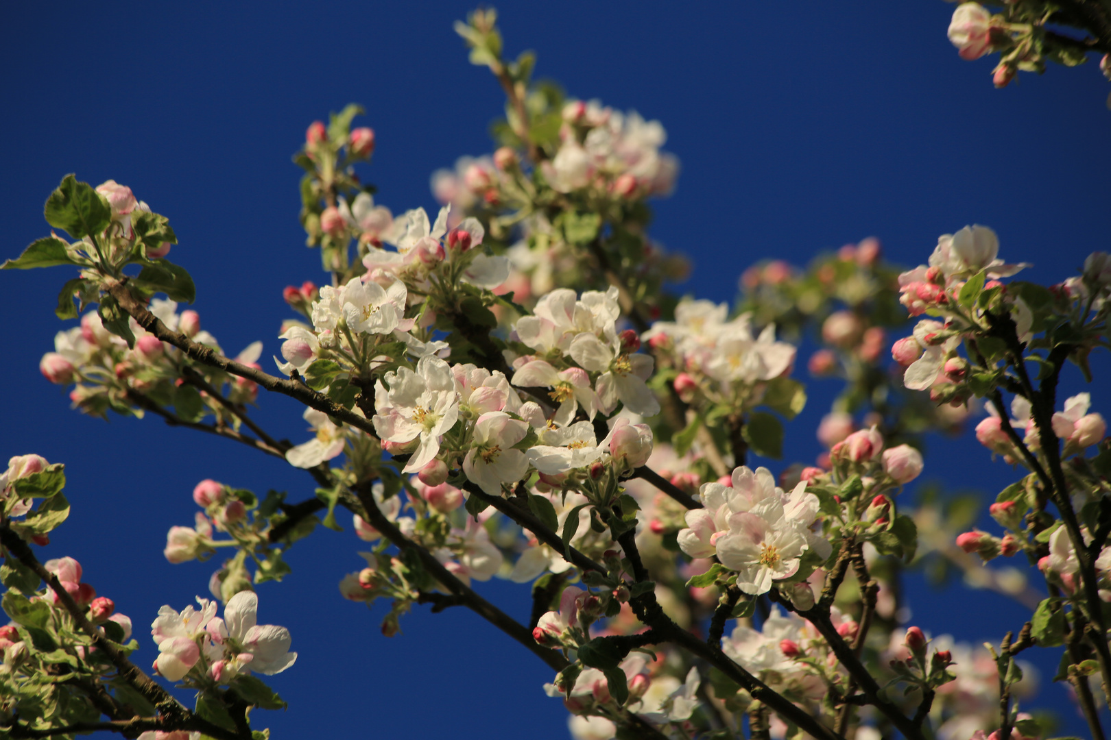 Apfelblüte