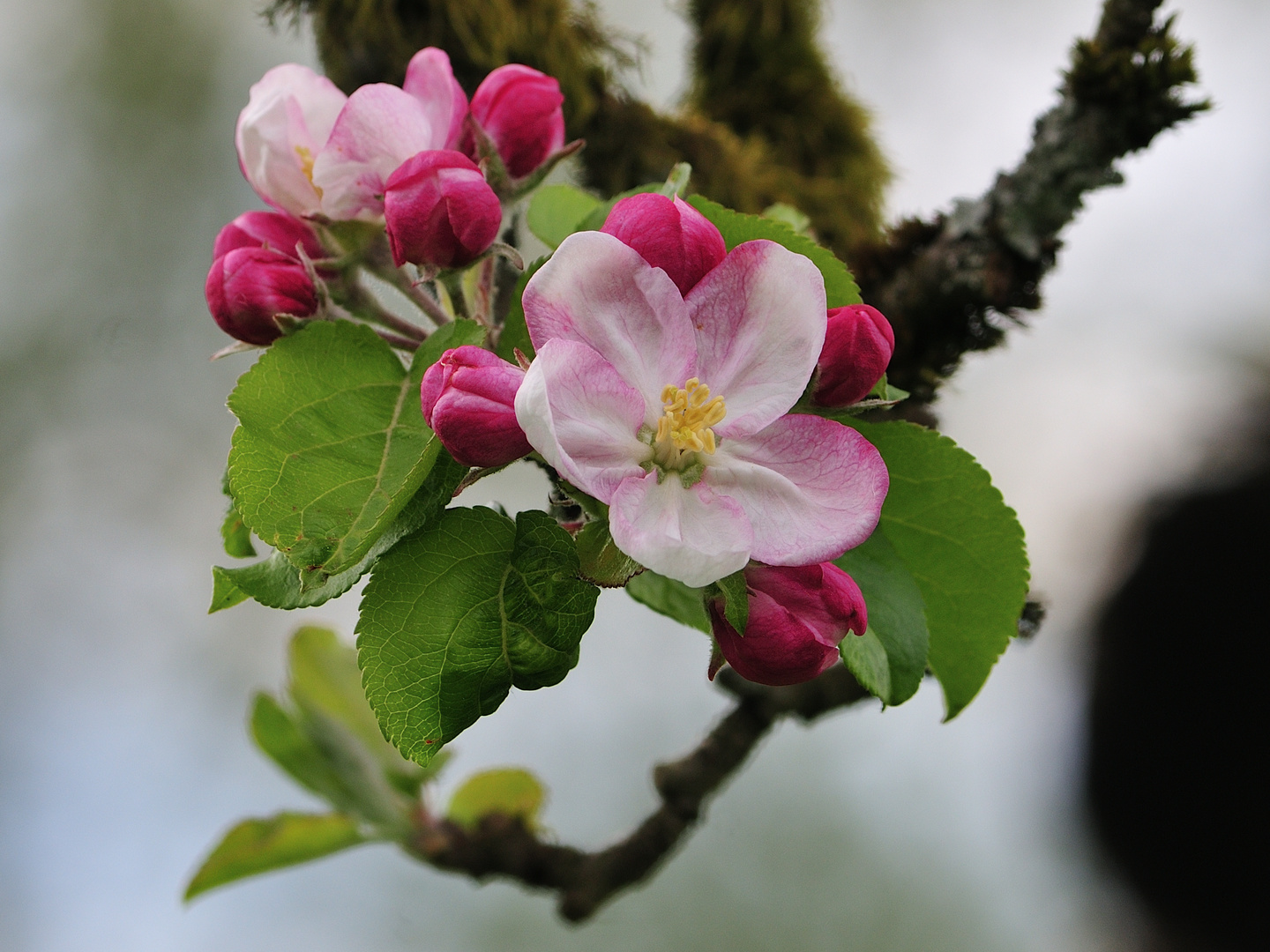 Apfelblüte