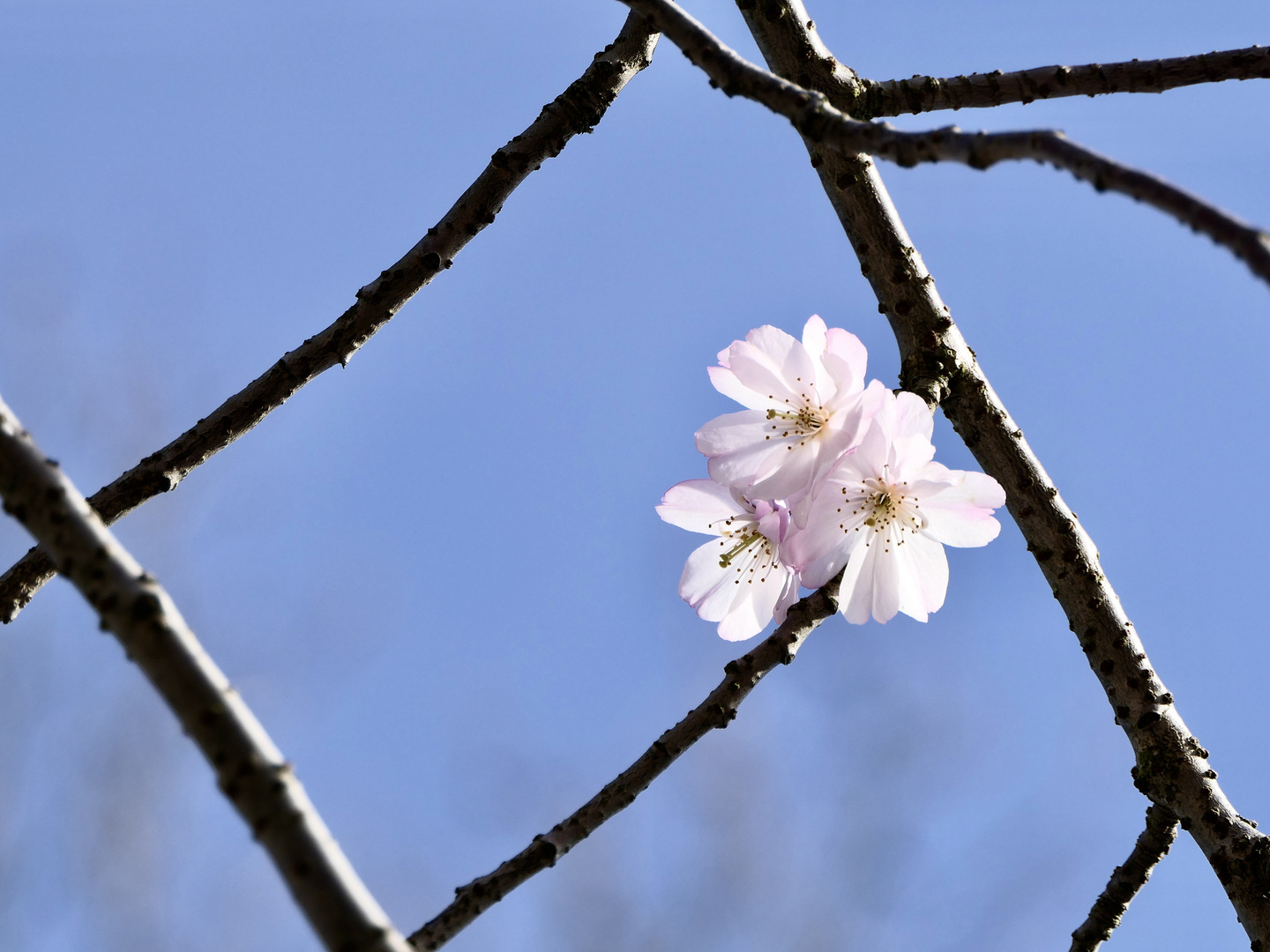 Apfelblüte (?)