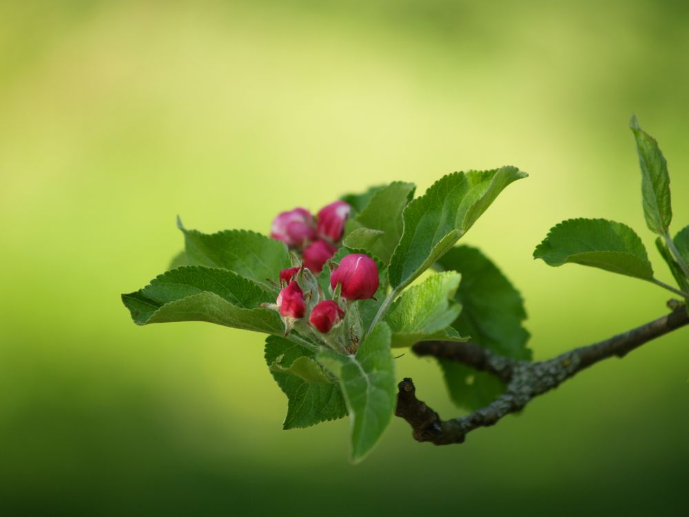 Apfelblüte