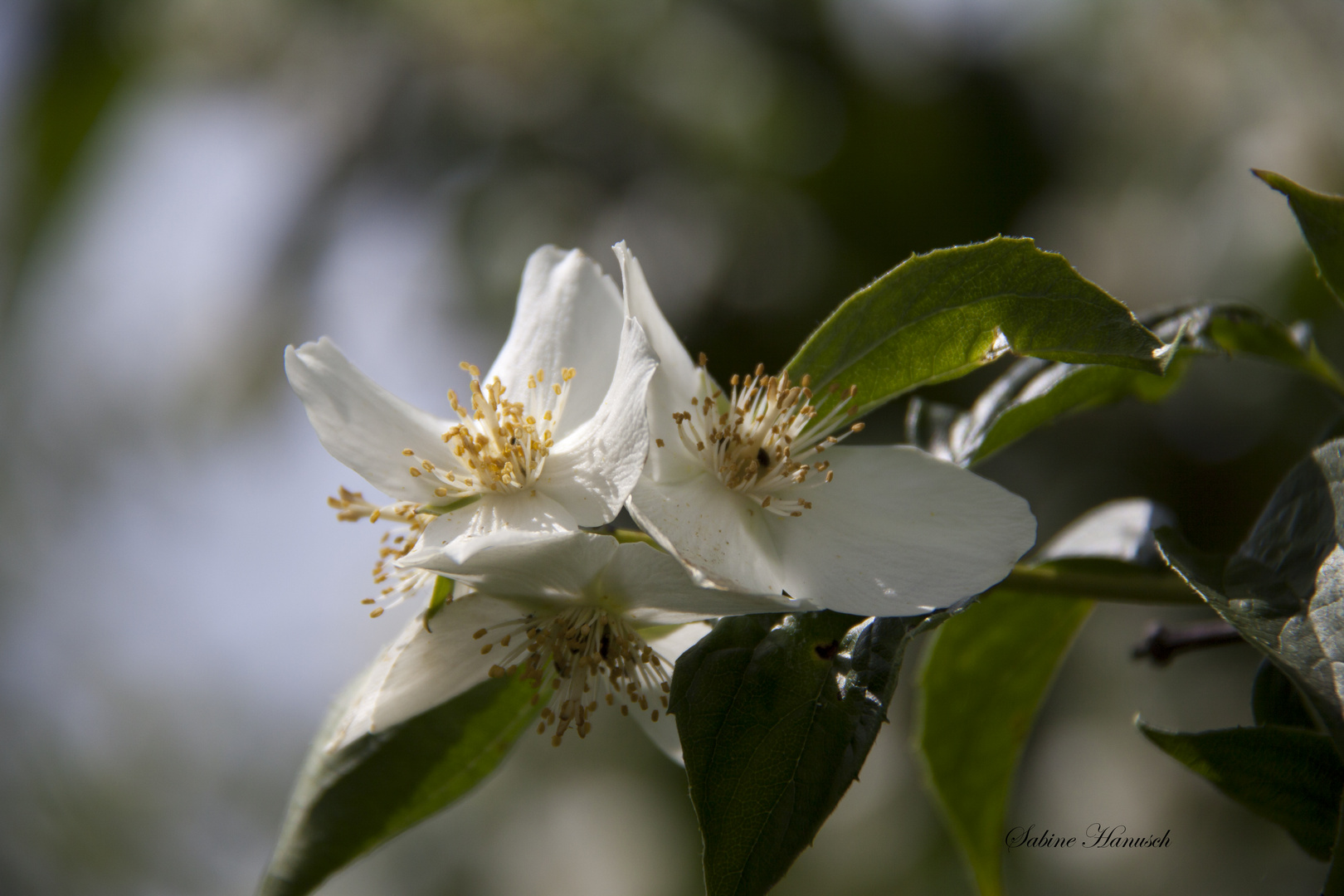 Apfelblüte