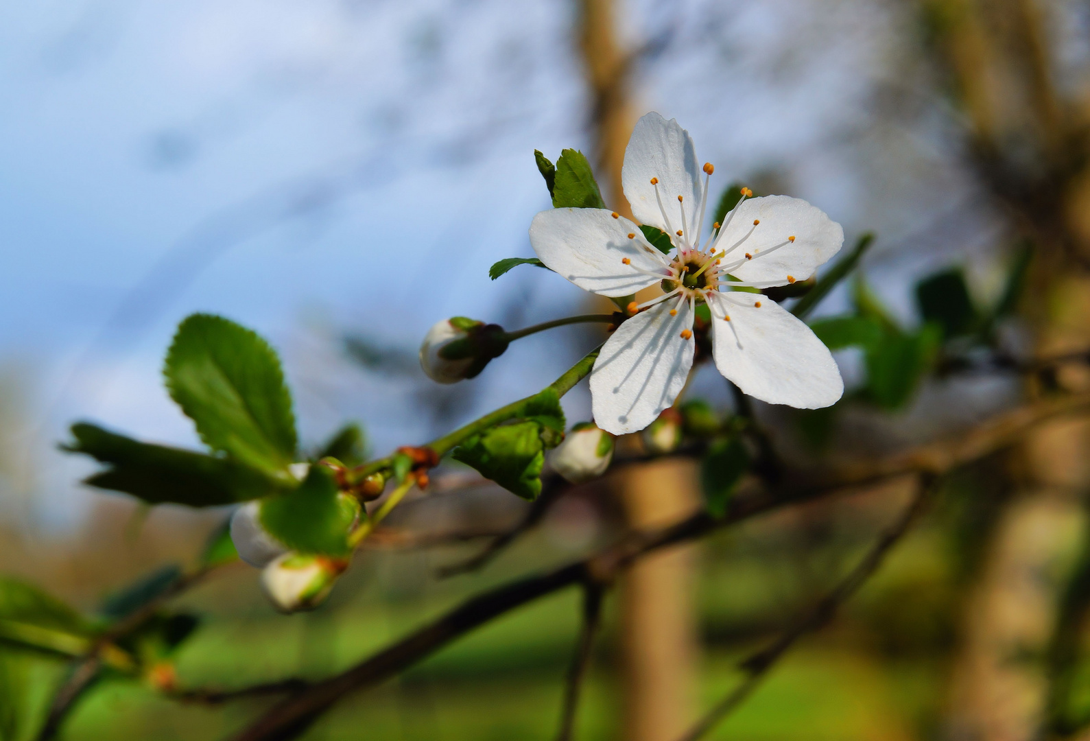 Apfelblüte