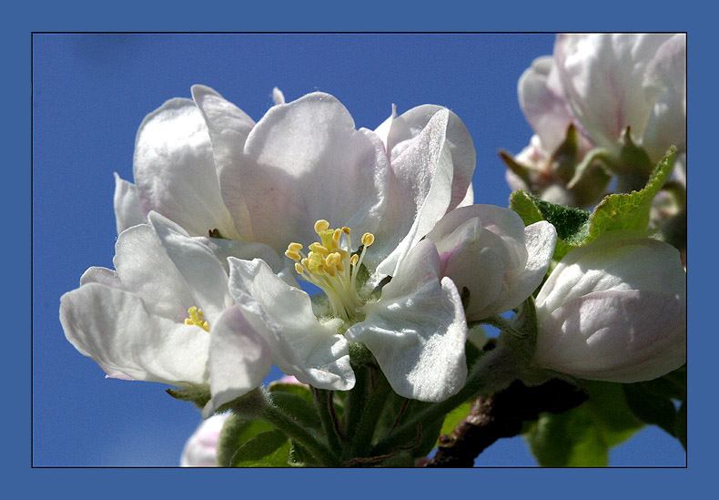 Apfelblüte