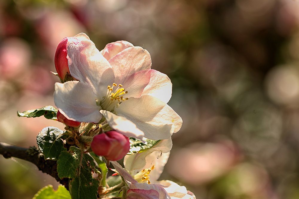 Apfelblüte