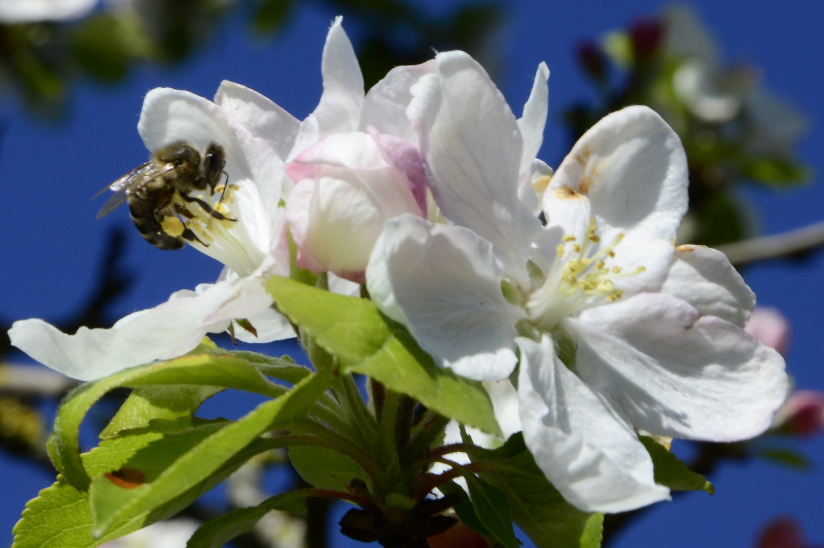 Apfelblüte