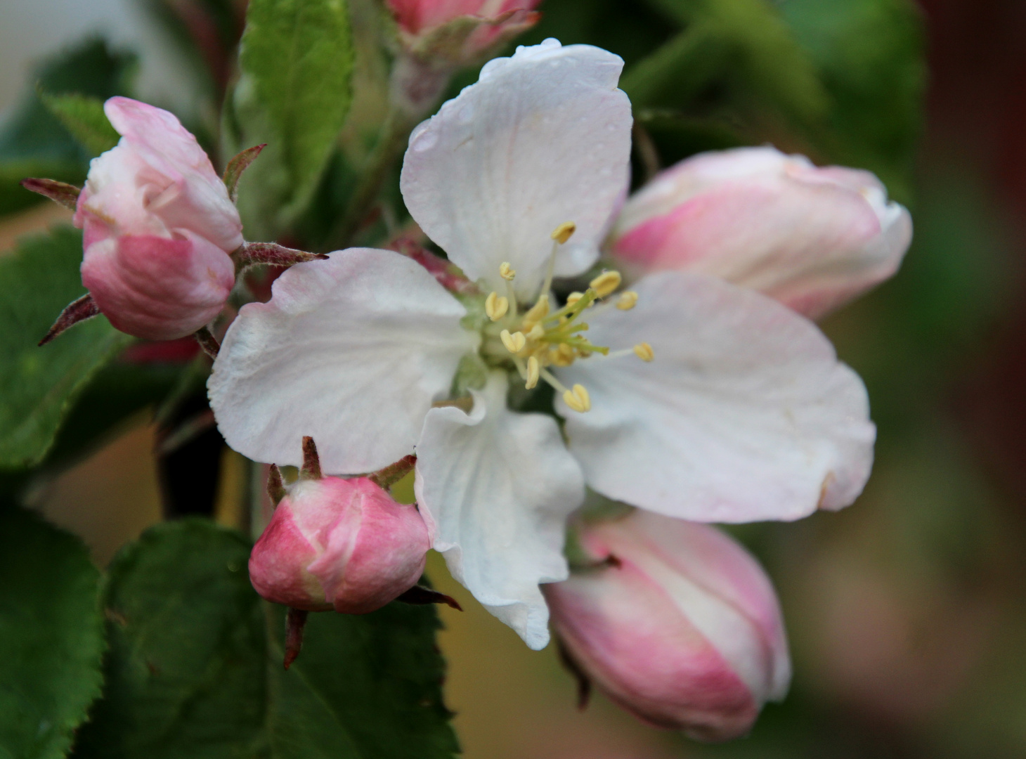 Apfelblüte ... 