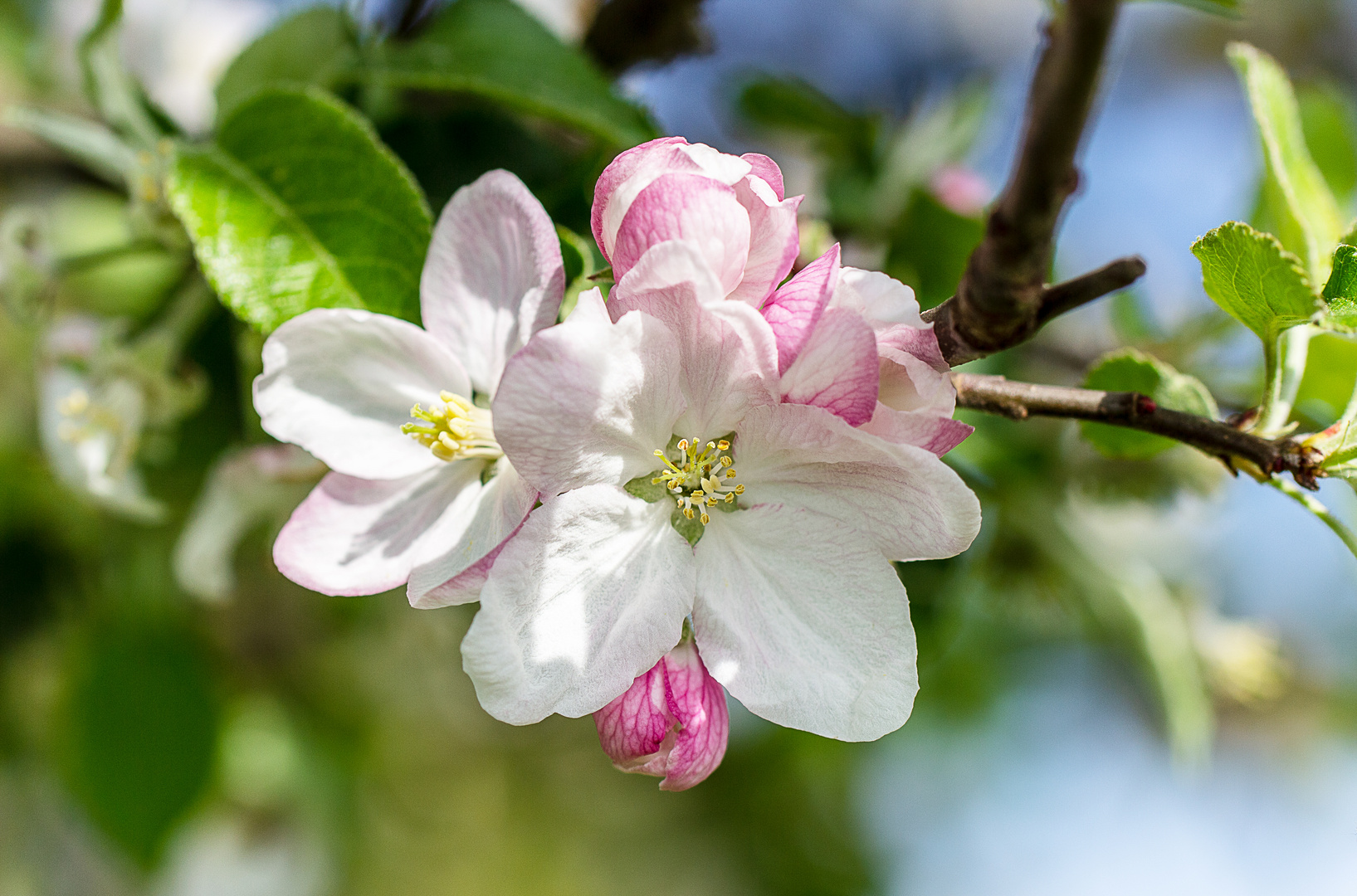 Apfelblüte