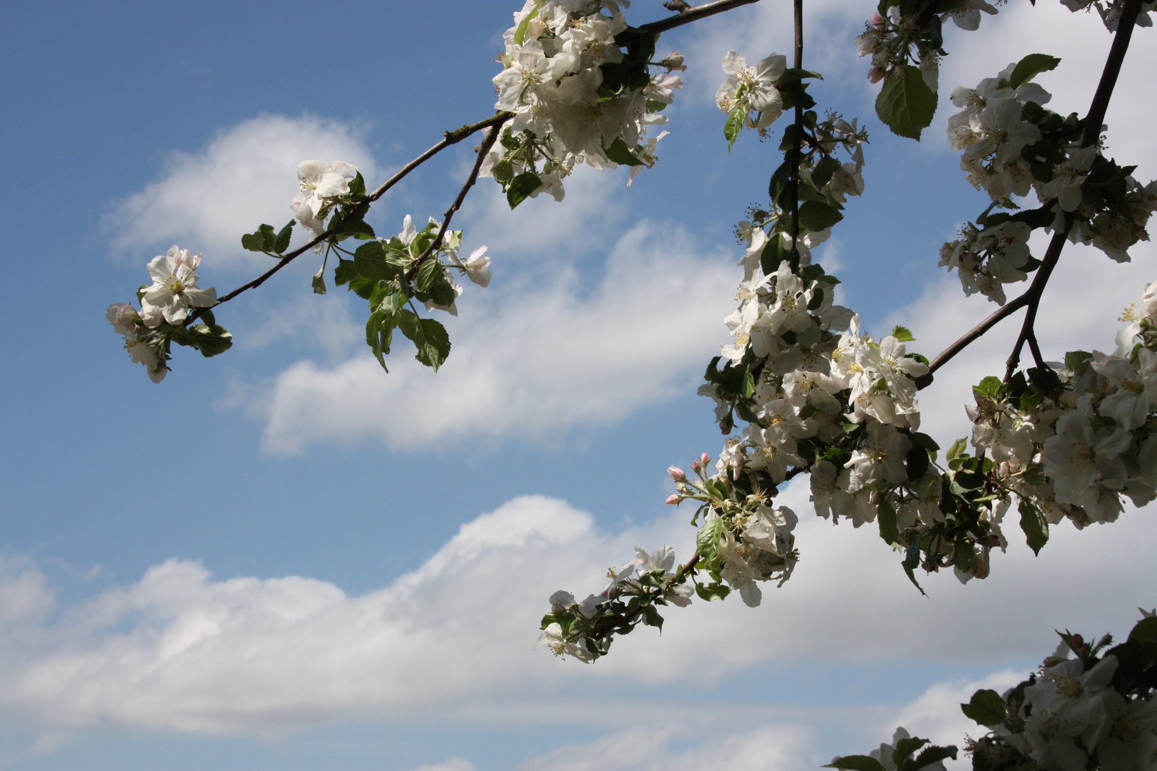 Apfelblüte