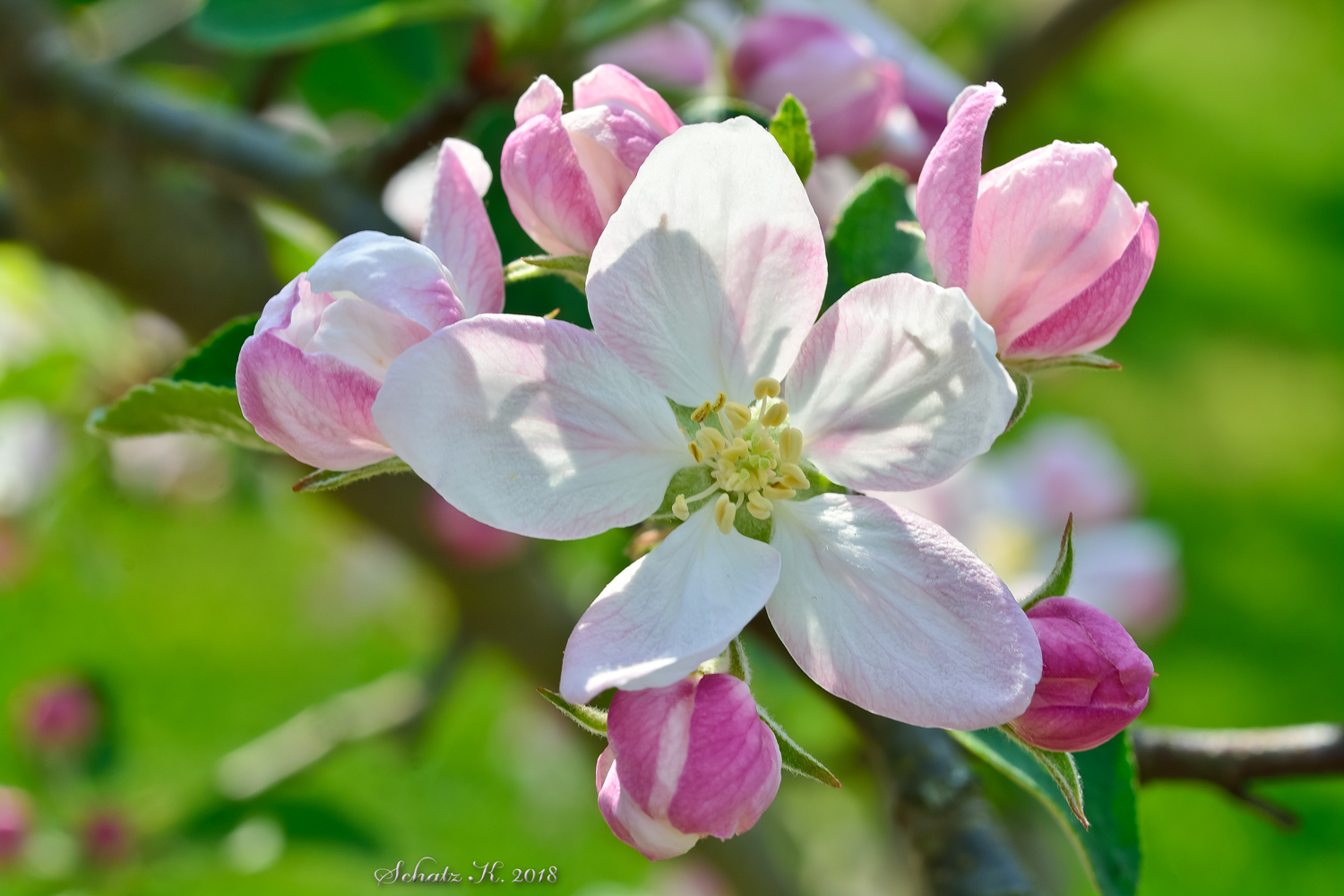 Apfelblüte