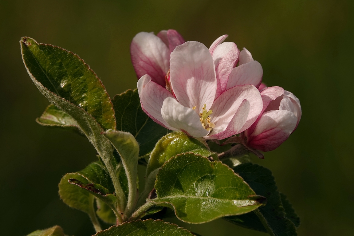 Apfelblüte