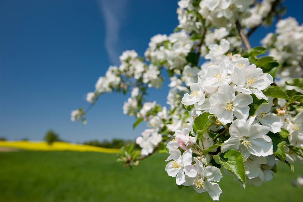 Apfelblüte