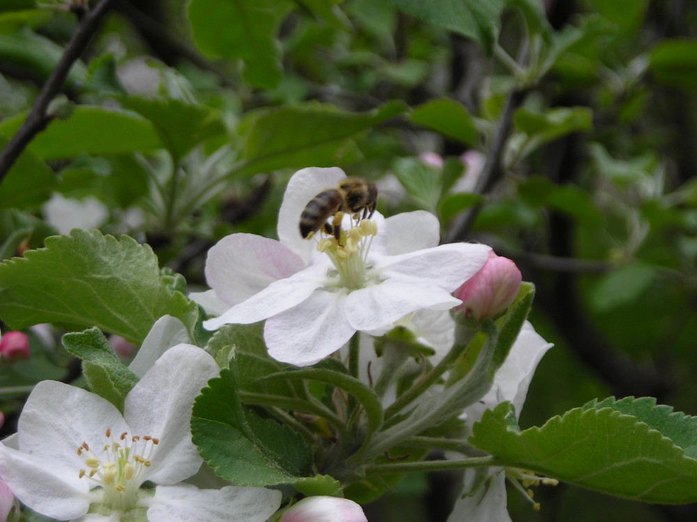 Apfelblüte