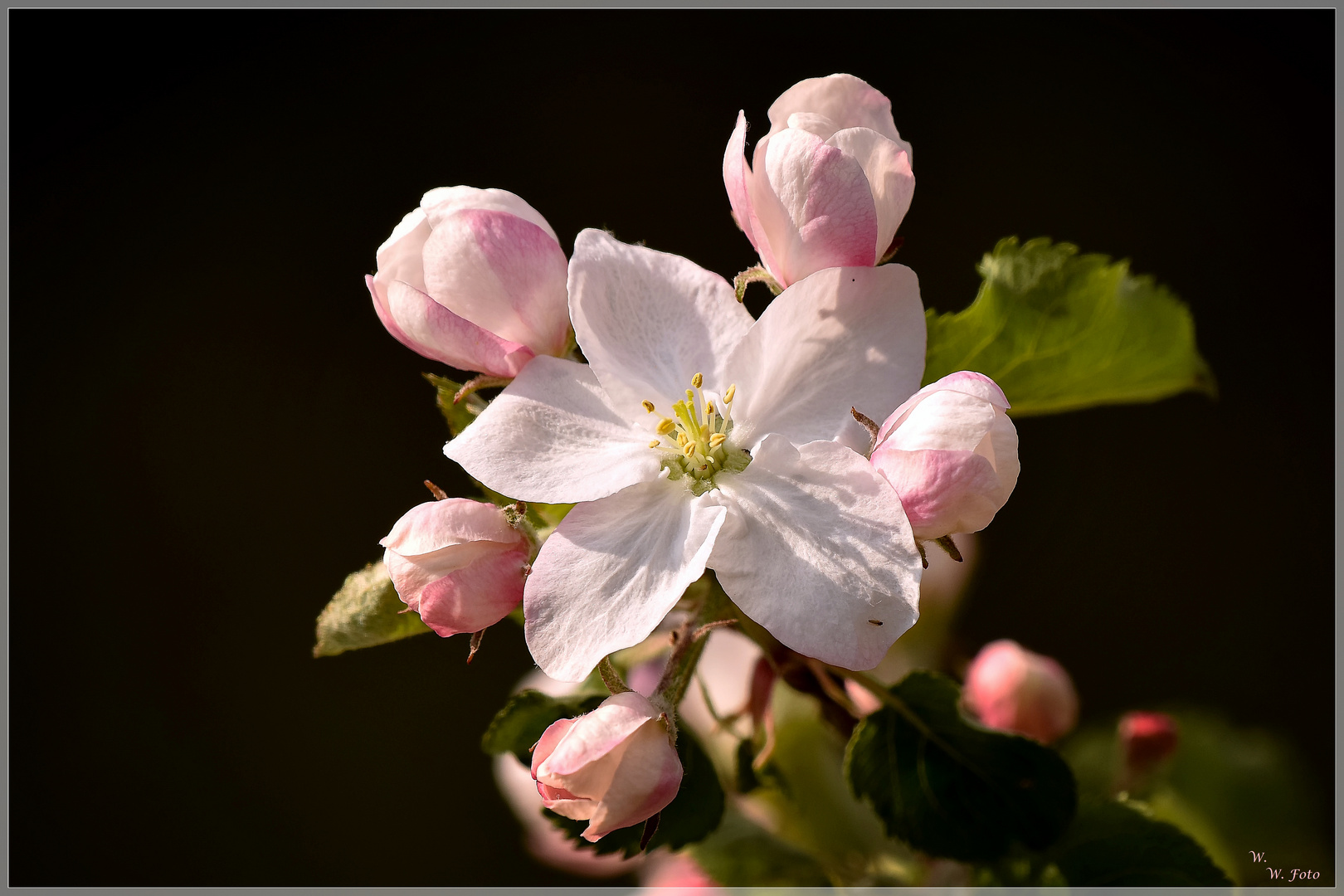 Apfelblüte