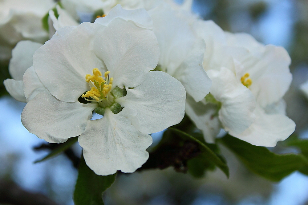 Apfelblüte....