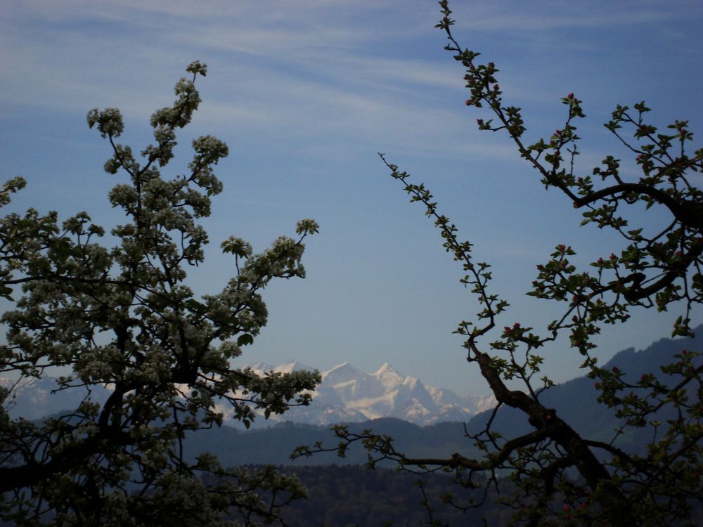 Apfelblüte, Eiger, Mönch, Jungfrau