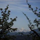 Apfelblüte, Eiger, Mönch, Jungfrau