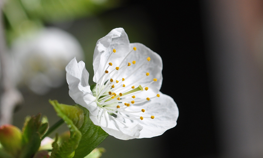 Apfelblüte ...es scheint heuer ein Obstjahr zu werden.....