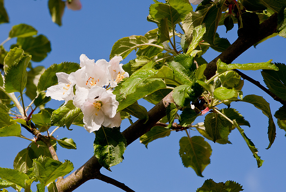 Apfelblüte