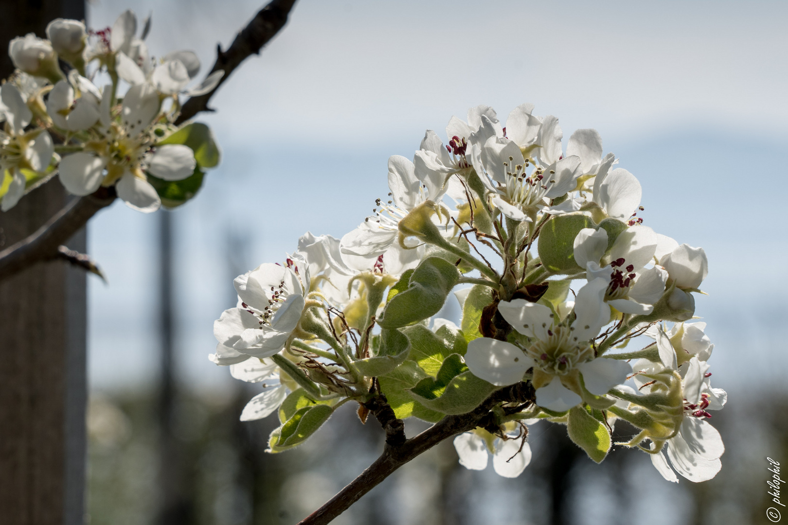 Apfelblüte