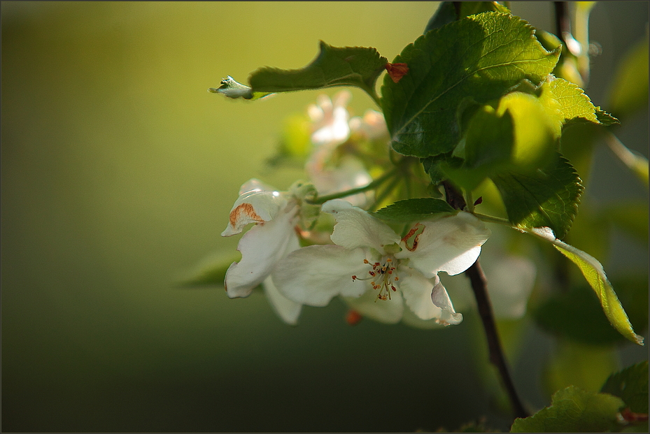 Apfelblüte F2.8