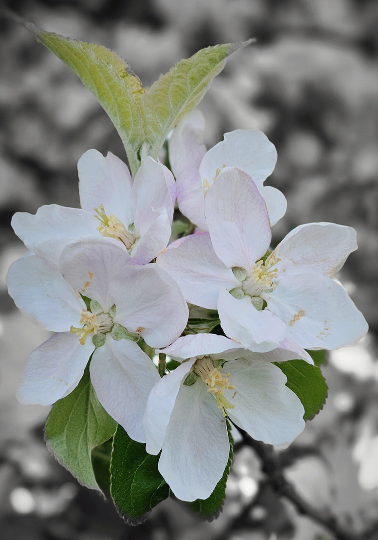  Apfelblüte 