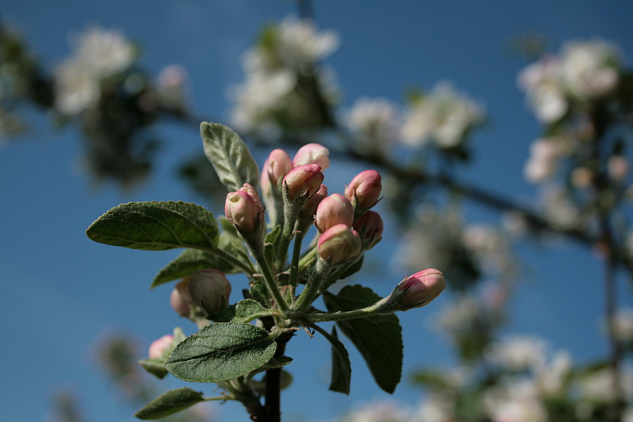 Apfelblüte