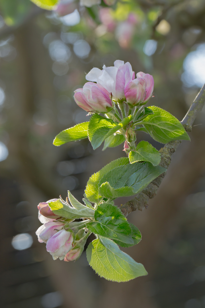 Apfelblüte