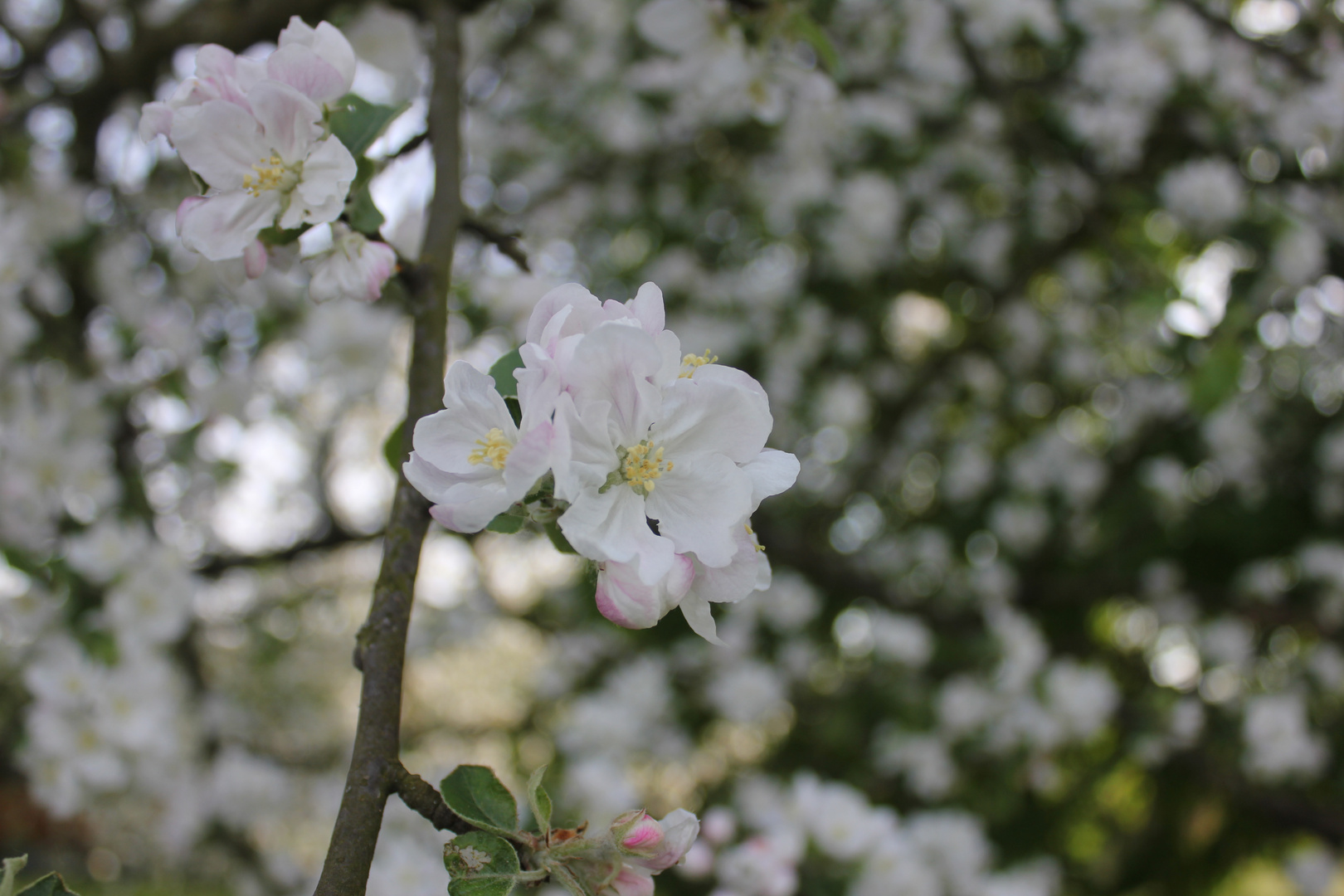 Apfelblüte