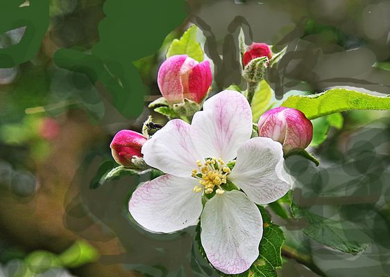 apfelblüte