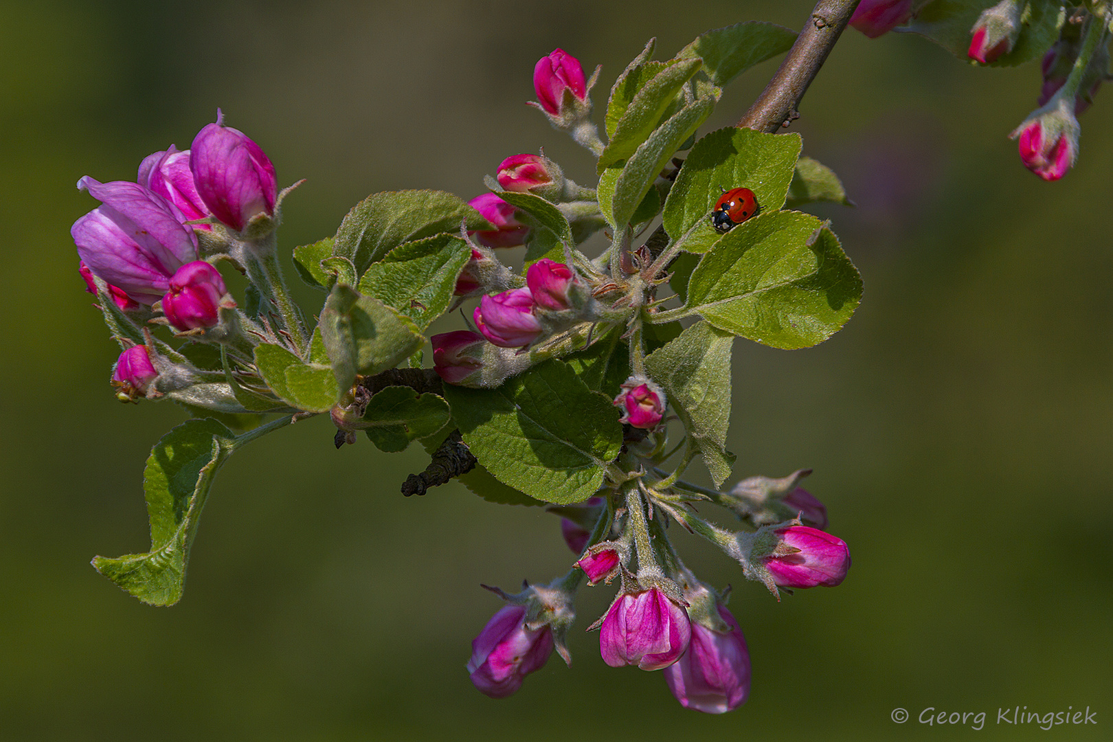 Apfelblüte ...