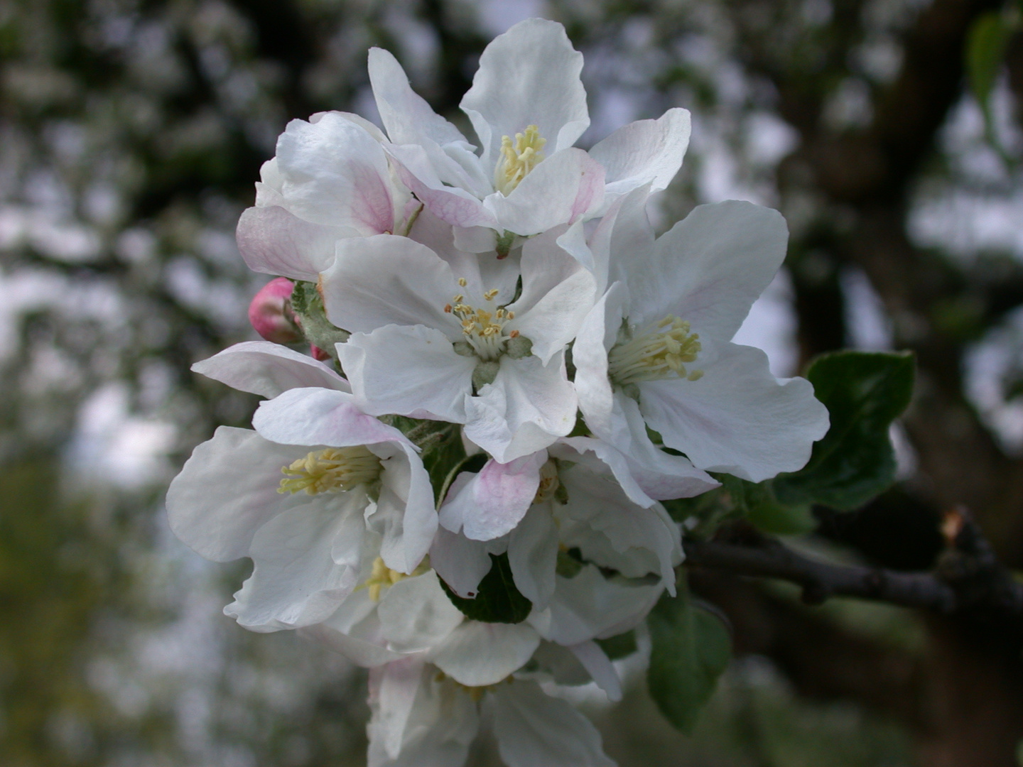 Apfelblüte