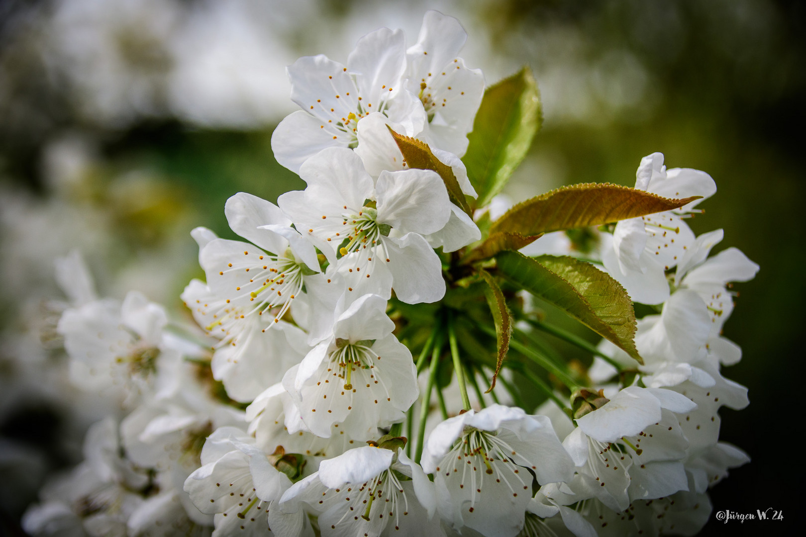 Apfelblüte