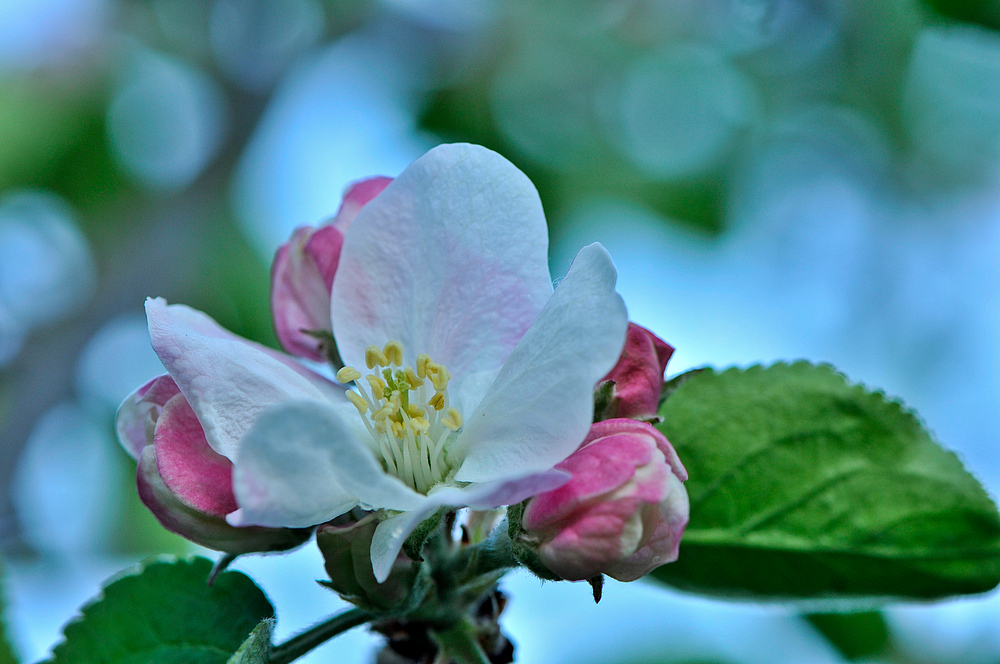 Apfelblüte