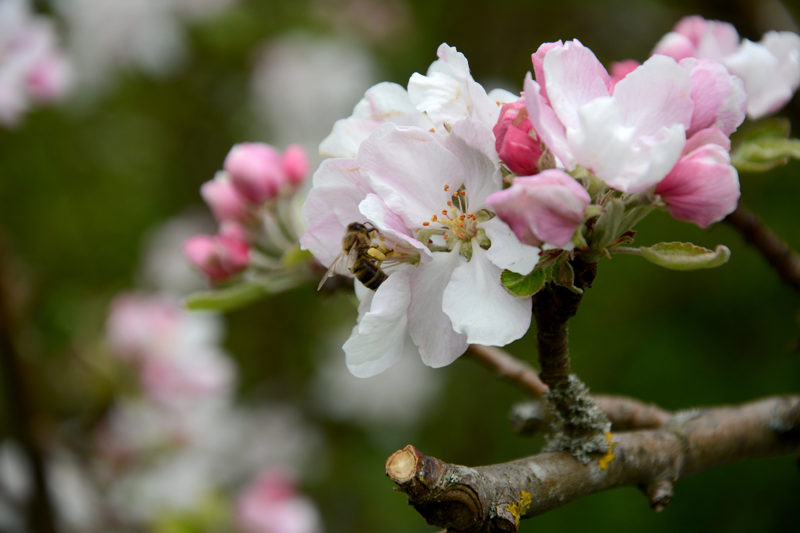 Apfelblüte