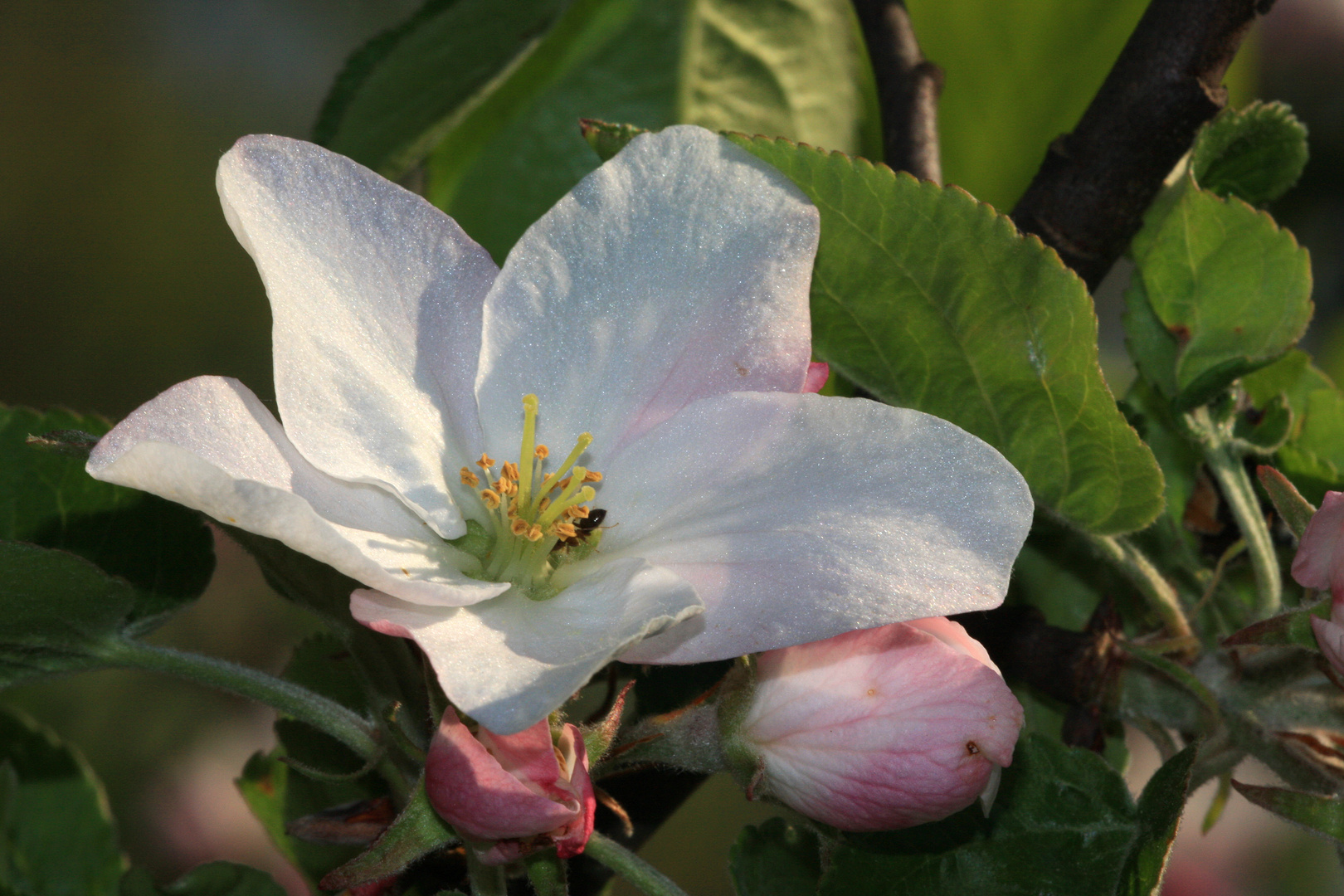 Apfelblüte