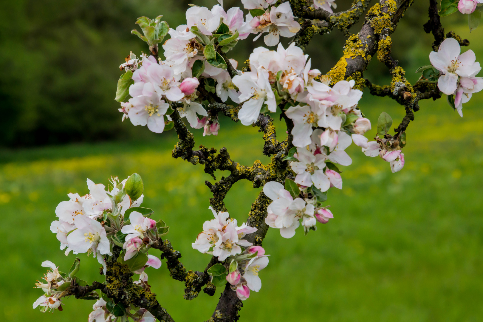 Apfelblüte