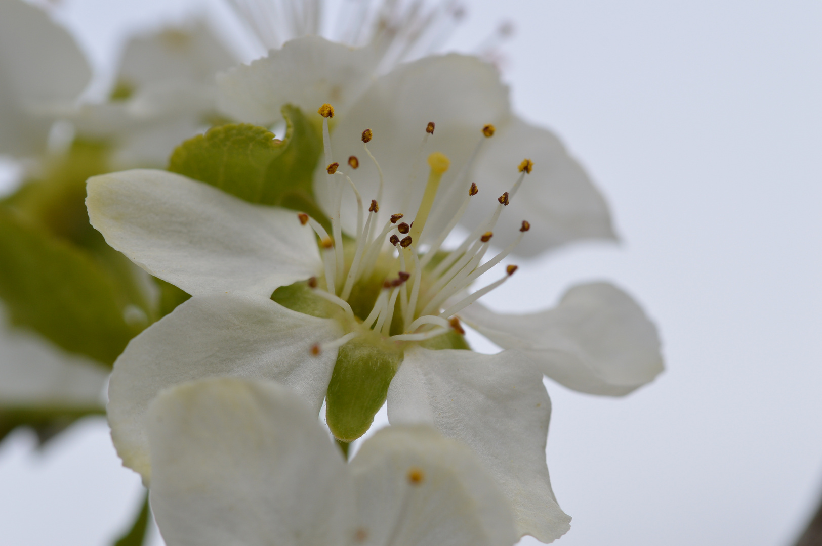 Apfelblüte