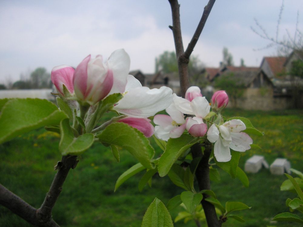 Apfelblüte von basita 