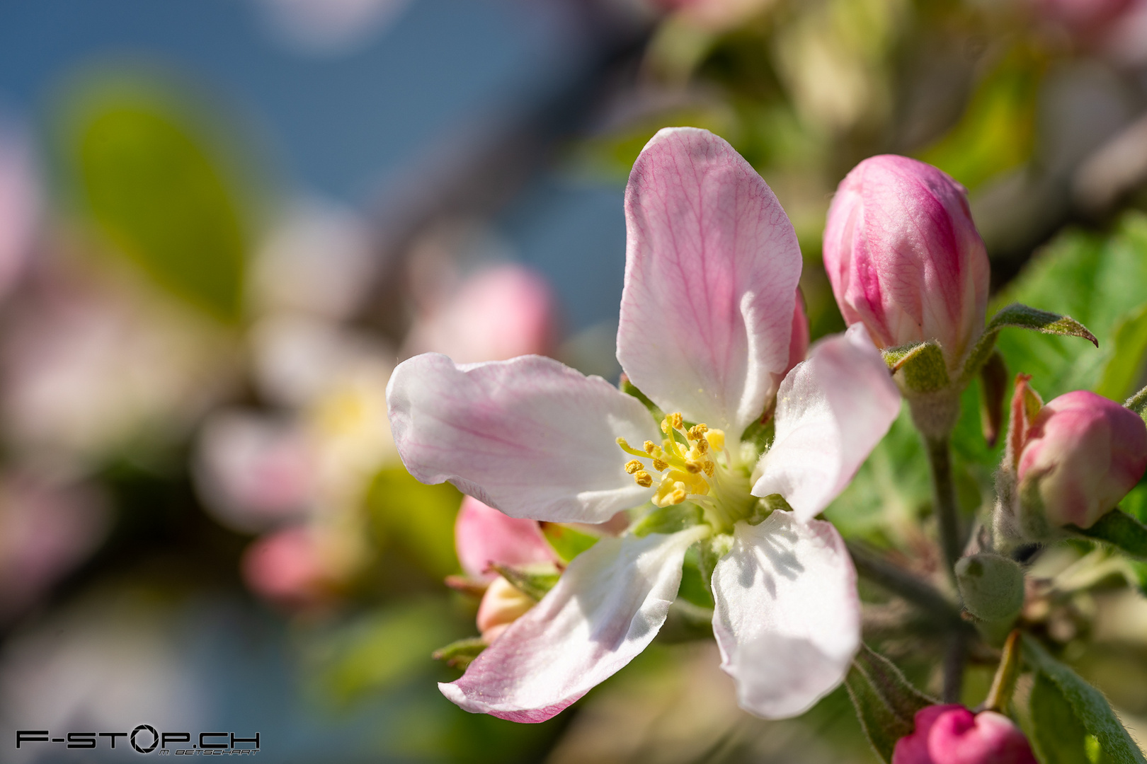 Apfelblüte