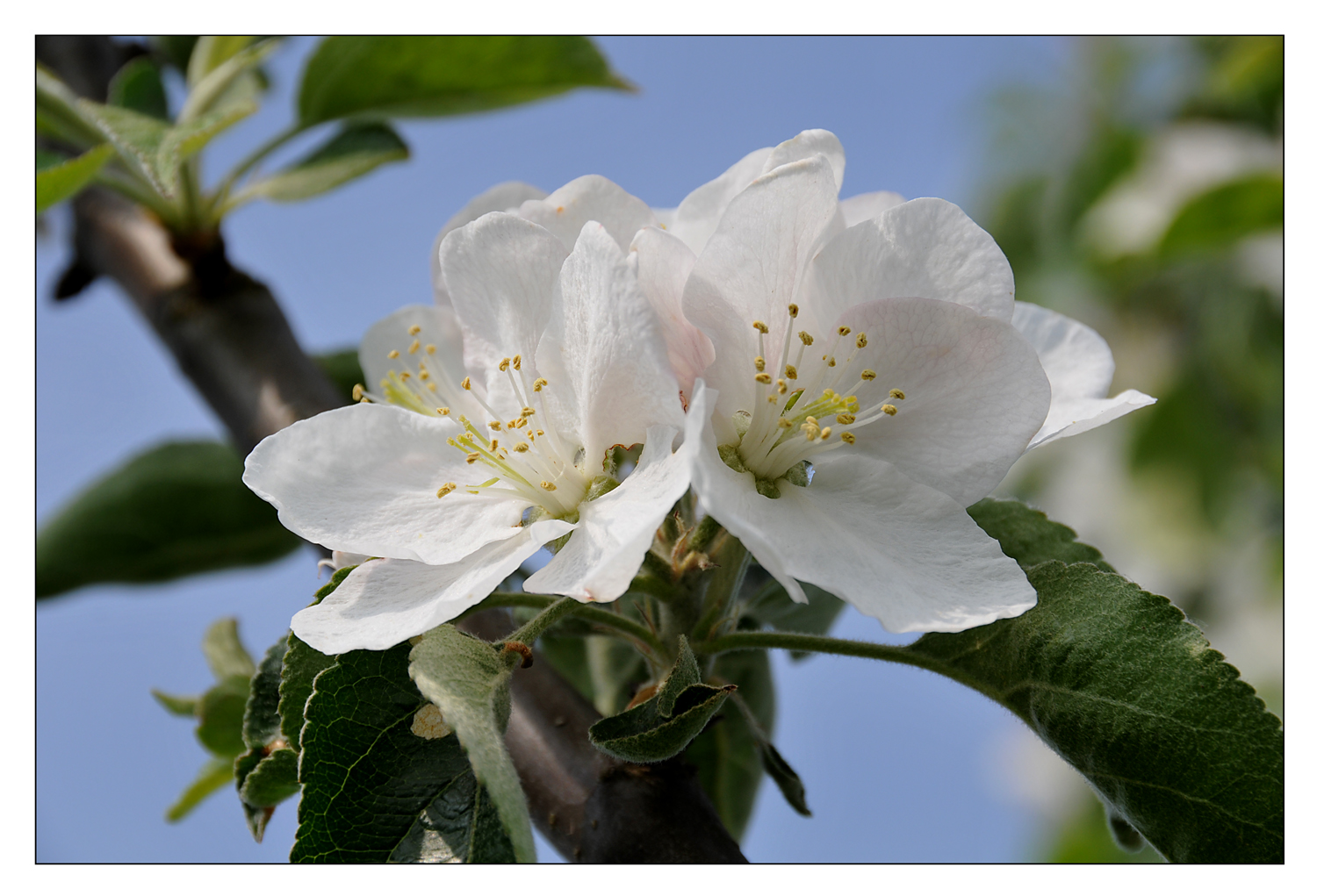 Apfelblüte (farbig)