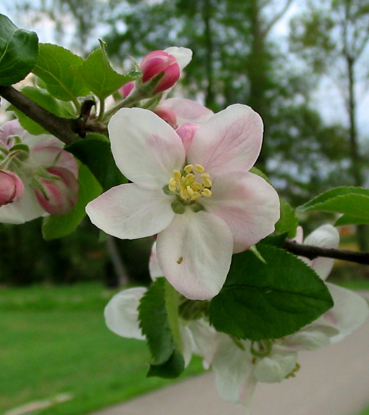 Apfelblüte