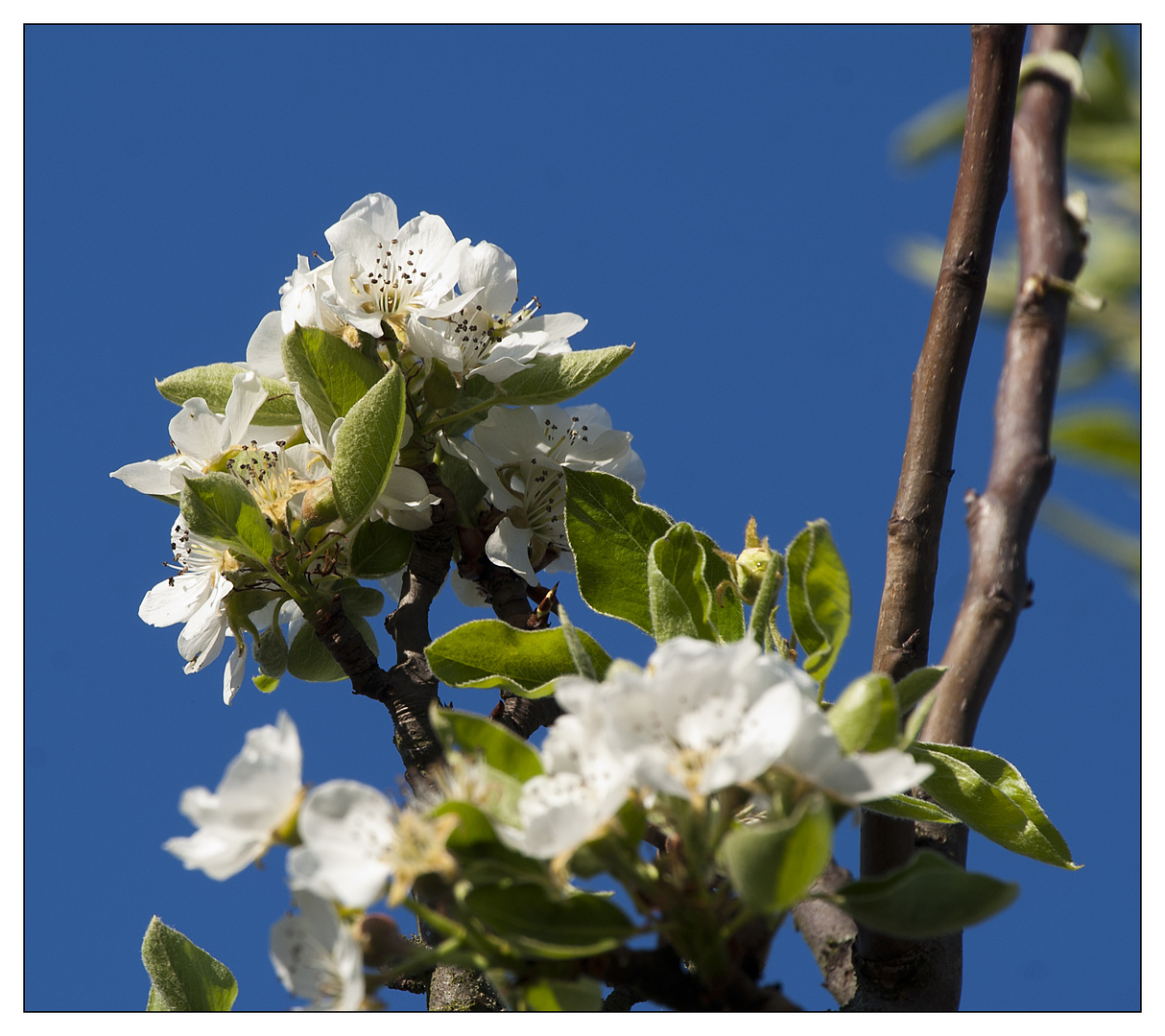 Apfelblüte