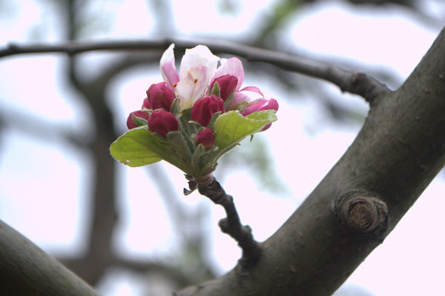 Apfelblüte