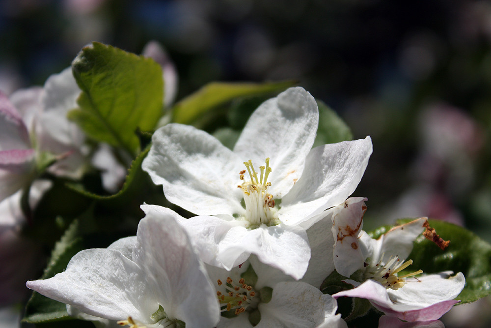 Apfelblüte