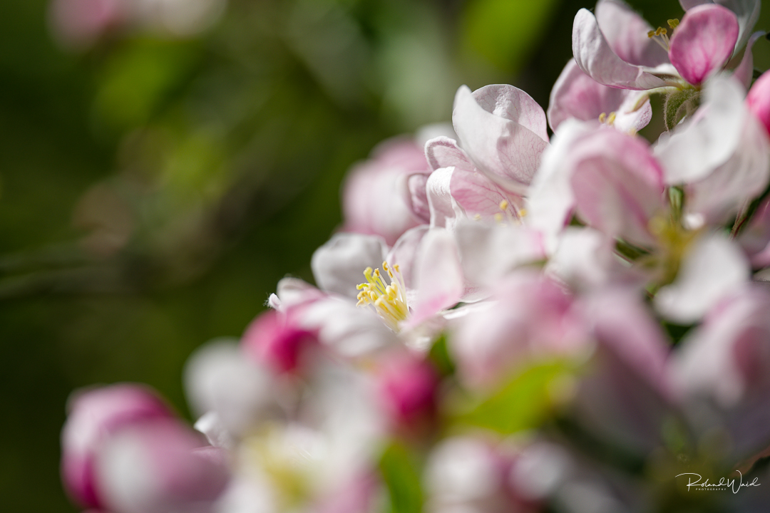 Apfelblüte 