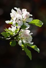 Apfelblüte - Gala-Apfel