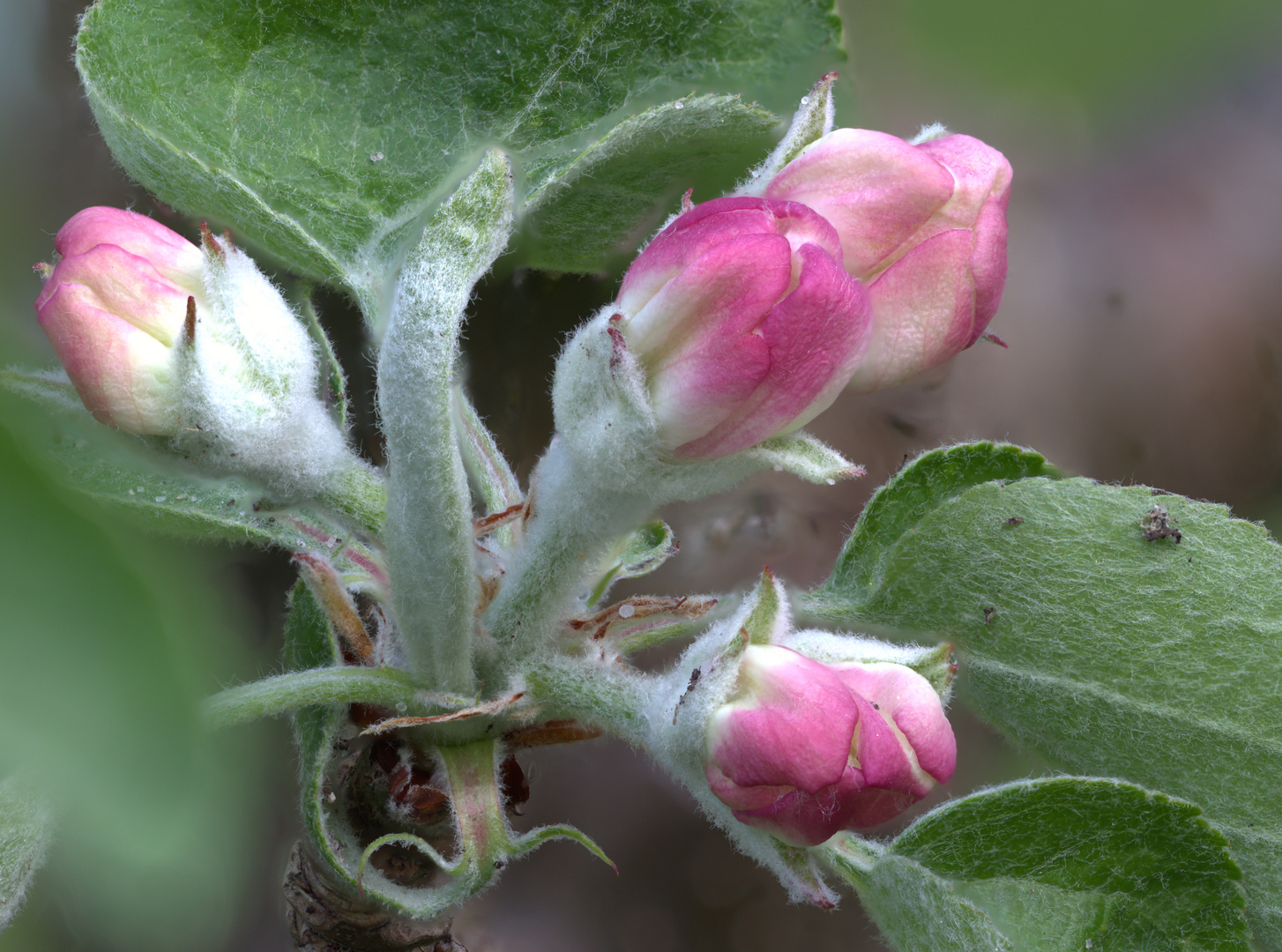 Apfelblüte ganz groß