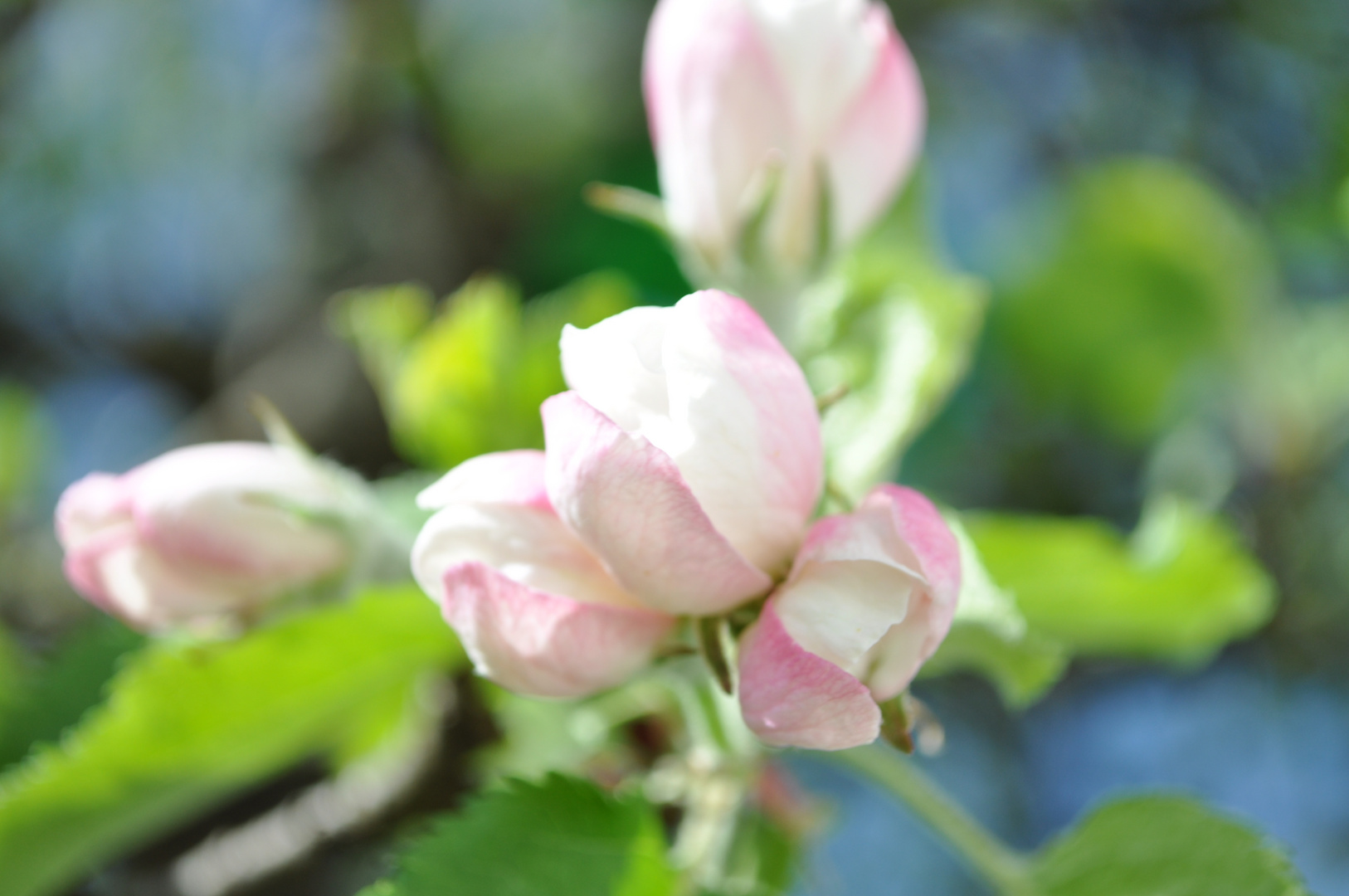 Apfelblüte gerade noch nicht offen